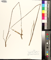 Spiranthes vernalis image