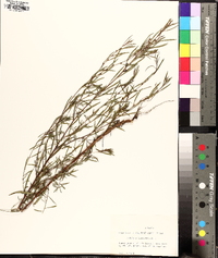 Ludwigia linearis image