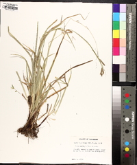 Carex oxylepis image