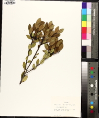 Ilex coriacea image