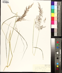 Calamagrostis x acutiflora image