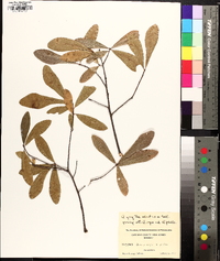 Quercus x capesii image