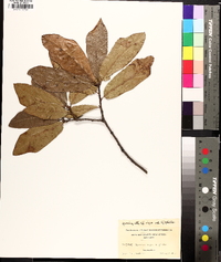 Quercus x capesii image