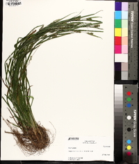 Carex grisea image