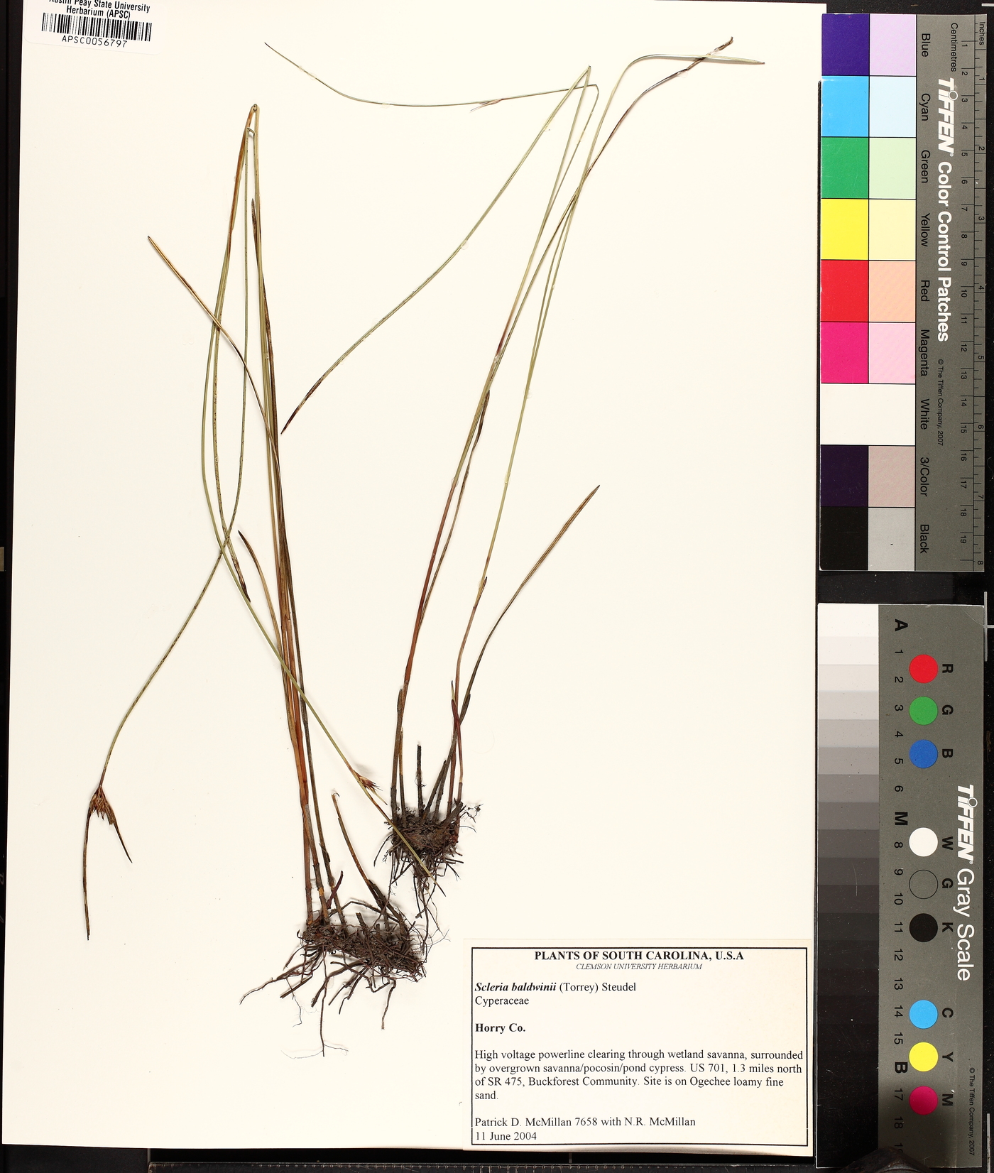 Ceratocapnos claviculata image