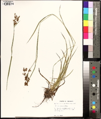 Scirpus pendulus image