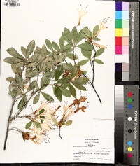 Rhododendron arborescens image