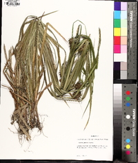 Carex grayi image