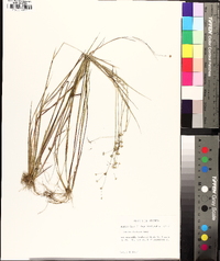 Juncus debilis image