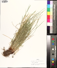 Carex jamesii image