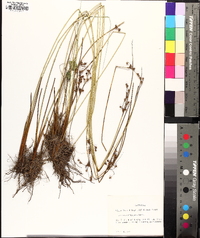 Juncus coriaceus image