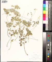 Thalictrum clavatum image