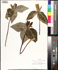 Trillium decipiens image