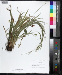 Carex laxiculmis image