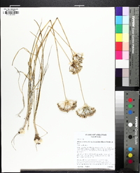 Image of Allium lavandulare