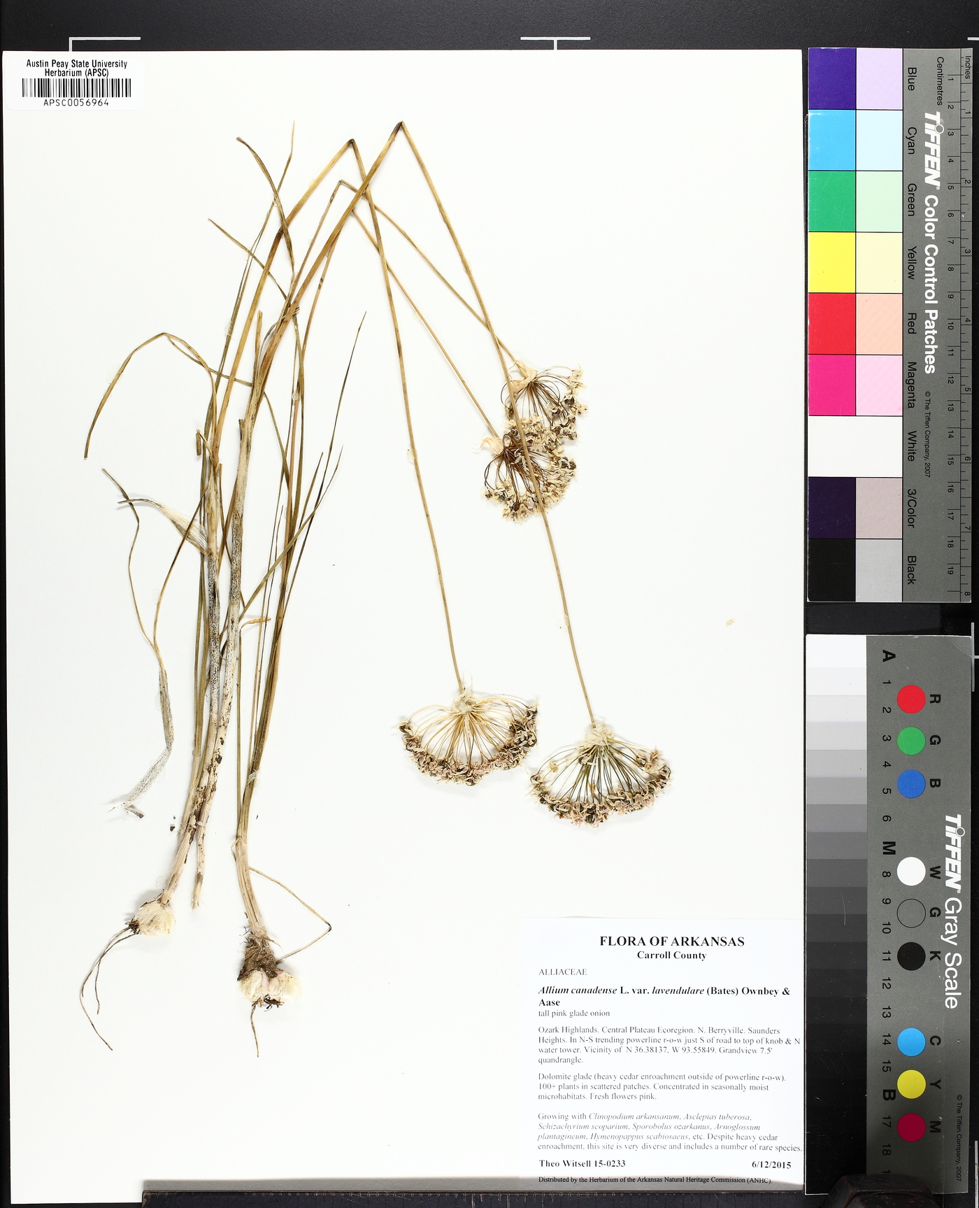 Allium lavandulare image