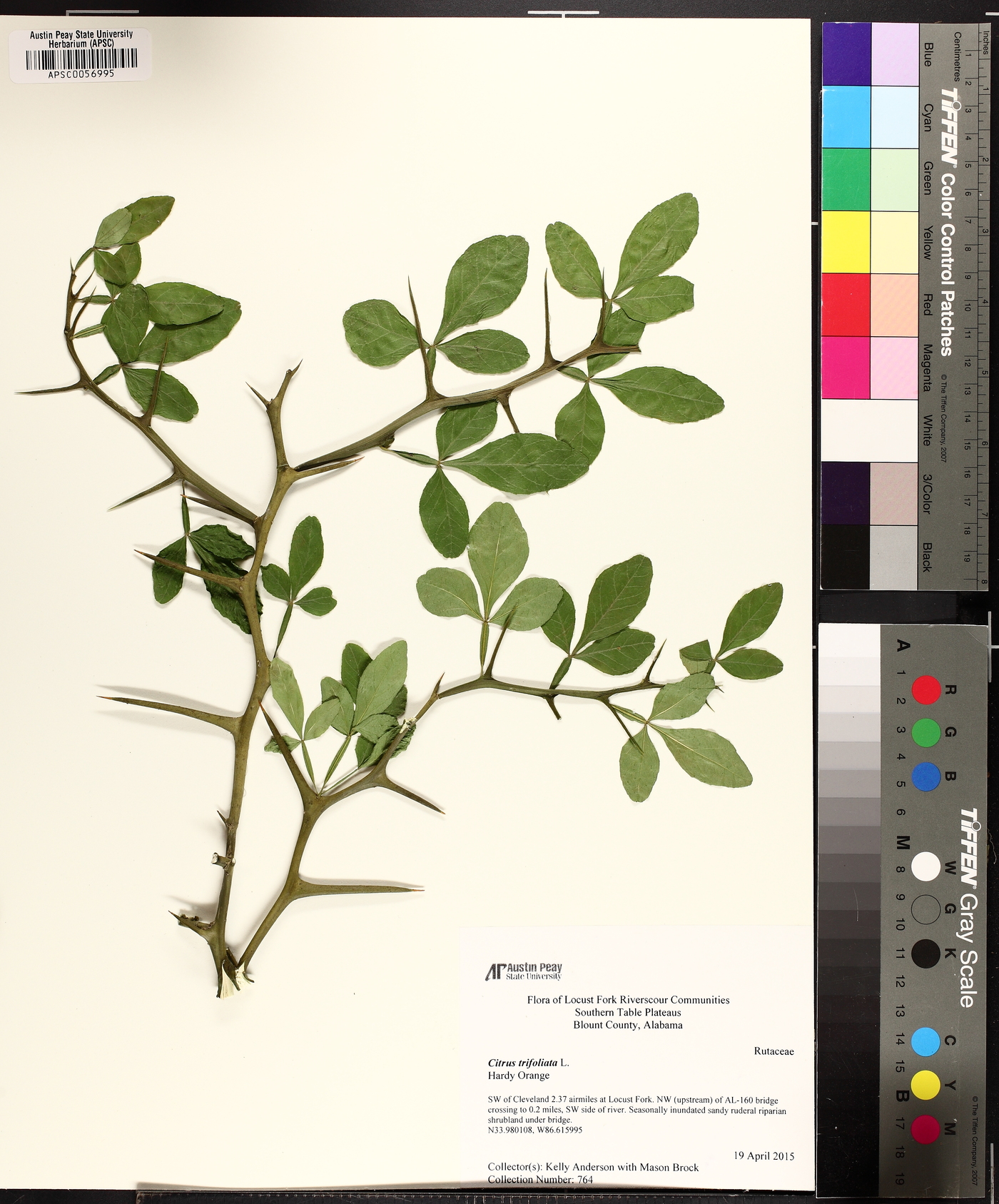 Citrus trifoliata image