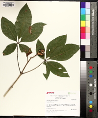 Aesculus sylvatica image