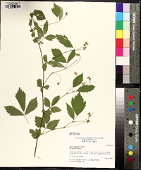 Rubus flagellaris image