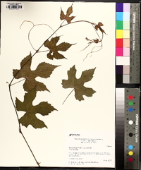 Vitis palmata image