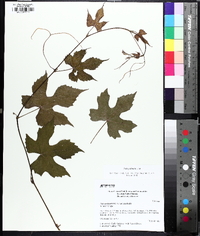 Vitis palmata image