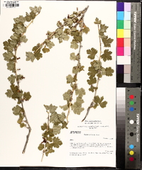 Ribes oxycanthoides image