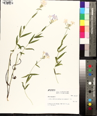 Phlox maculata image