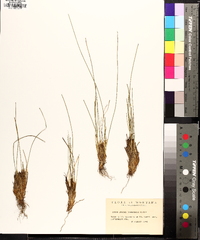 Juncus drummondii image