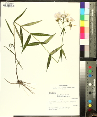 Phlox glaberrima image