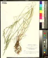 Lolium perenne subsp. multiflorum image