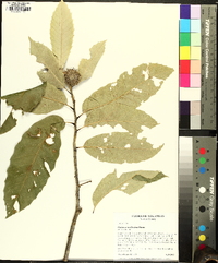 Castanea mollissima image