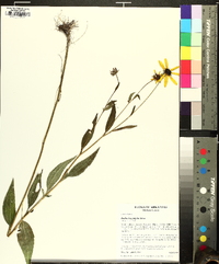 Rudbeckia palustris image