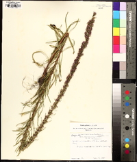 Liatris pilosa image