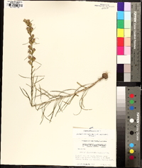 Liatris pilosa image