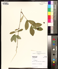 Lonicera dioica image