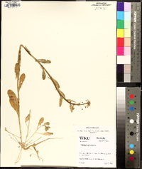 Mummenhoffia alliacea image