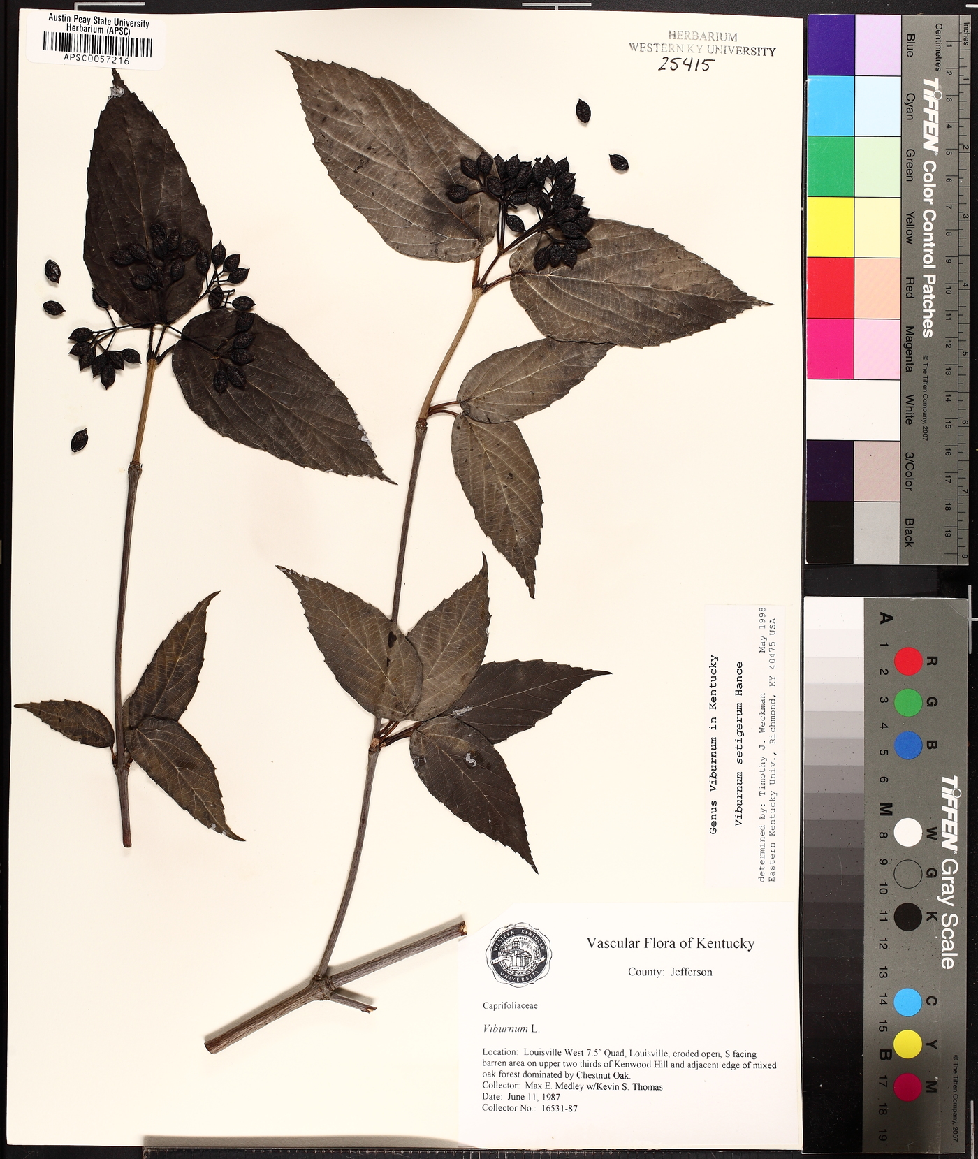 Viburnum setigerum image