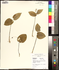 Maianthemum canadense image