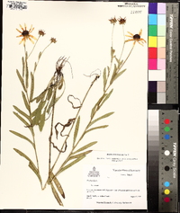 Rudbeckia truncata image