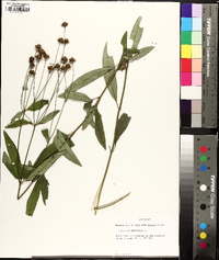 Coreopsis tripteris image