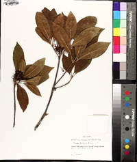 Illicium floridanum image