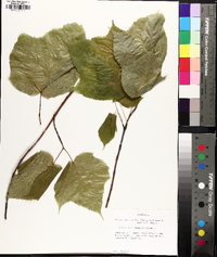 Acer pensylvanicum image