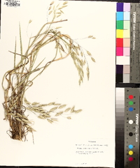 Bromus commutatus image