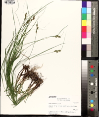 Carex caroliniana image