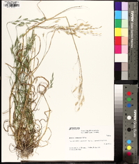 Bromus commutatus image