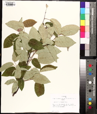 Amelanchier laevis image