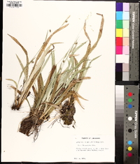 Carex laxiculmis image