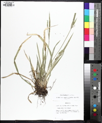 Carex kraliana image