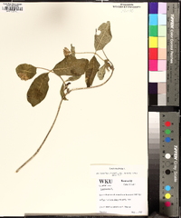 Lonicera dioica image