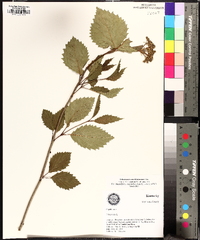 Viburnum alabamense image